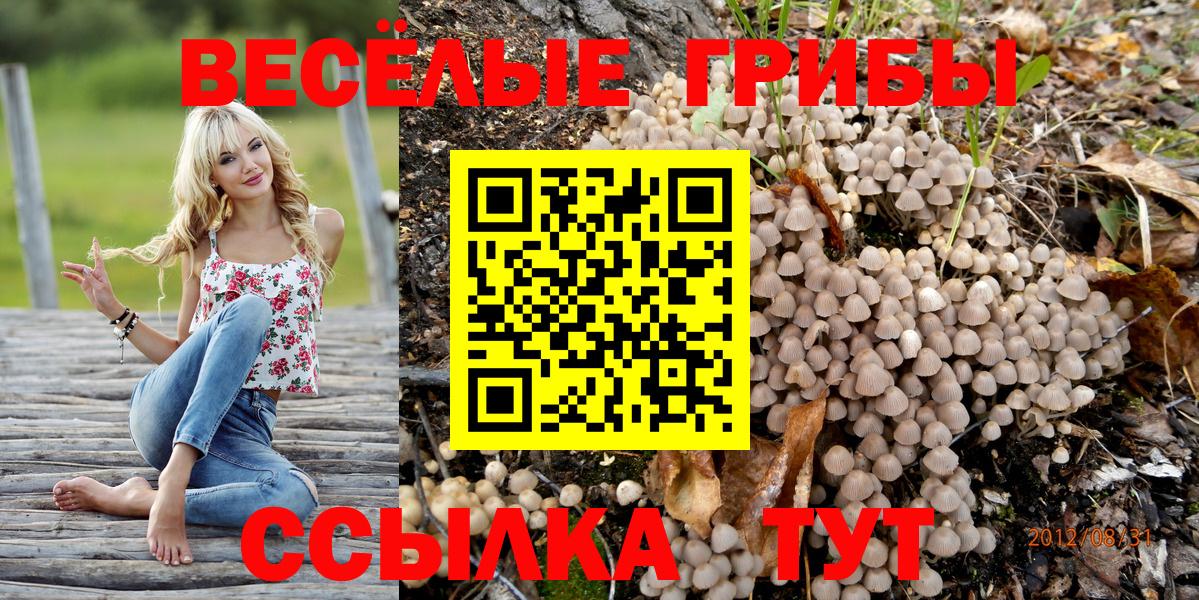 Ржев  Галлюциногенные грибы Psilocybe  Вход с VPN 